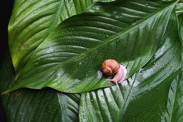 Snail on green leaves with rain drops background.