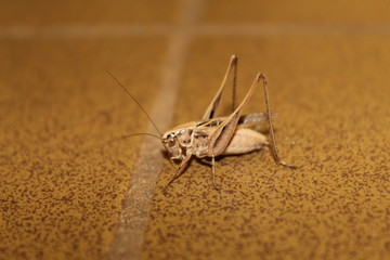 praying mantis on a black background