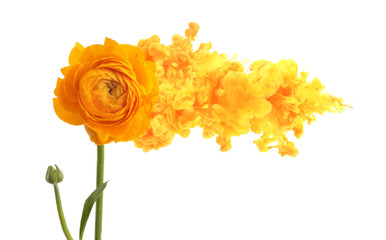 Yellow anemone flower with smoke cloud. Creative Color Contcept. Isolated on white background.