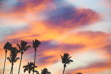 Obraz na płótnie Canvas Sunset with palms 2