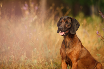 hunting dog breed Bavarian mountain hound on a walk