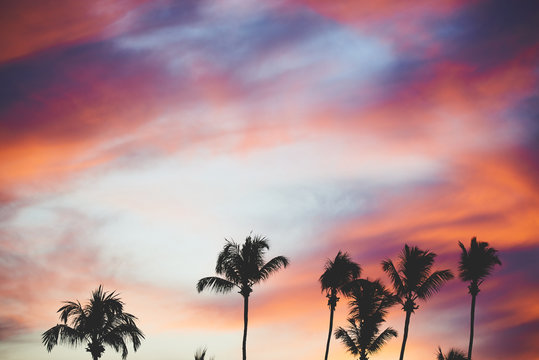 Sunset with palms 1 