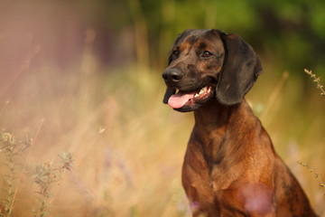 hunting dog breed Bavarian mountain hound on a walk