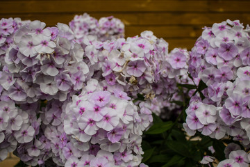 White and pink garden flowers Phlox closeup
