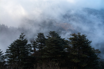 Pine trees with fog background in dark tone at evening time