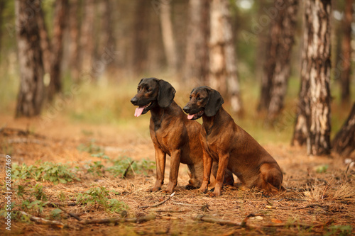 Fototapete Two Hunting Dogs Breed Bavarian Mountain Hound Hunting In The Woods Serova Ekaterina