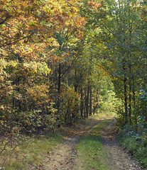 Autumn forest walking path, nature backdrop