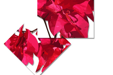 leaf illustrations, in full color, for templates and backgrounds, and covers. for design elements