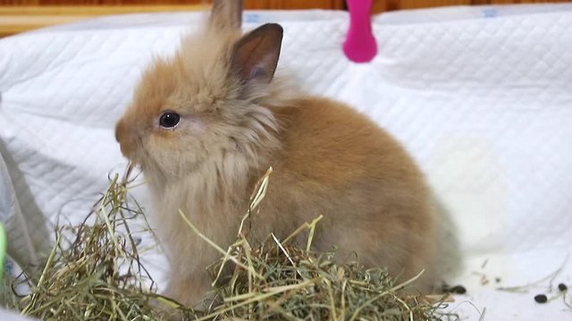 Coniglietto nano che mangia il fieno.