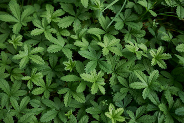 fresh leaves and flower of Potentilla reptans plant.