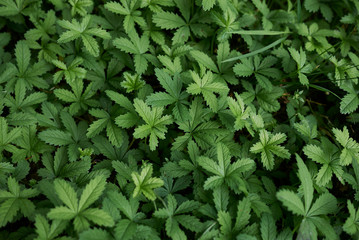 fresh leaves and flower of Potentilla reptans plant.