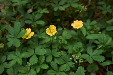 fresh leaves and flower of Potentilla reptans plant.