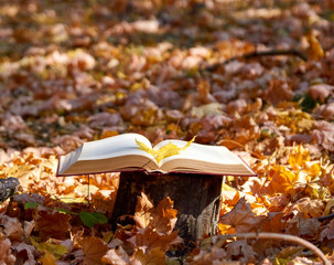open book on a stump in the middle of an autumn park