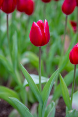 Fototapeta premium field of tulips