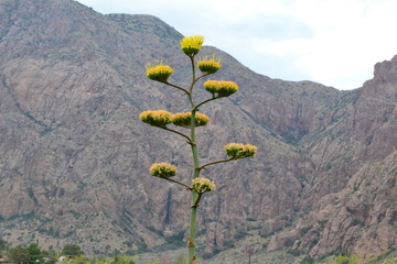 tall cactus flower