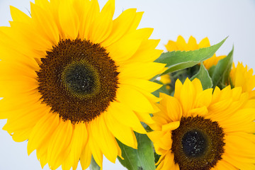 Obraz premium Closeup of a sunflower