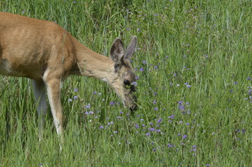 Naklejka na ściany i meble Mule deer in meadow eating flowers
