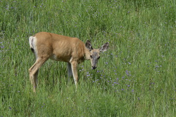 Mule deer in meadow eating flowers
