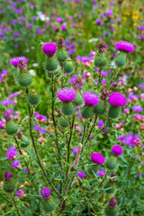 Bright purple flowers with thorns on a green blurry background.