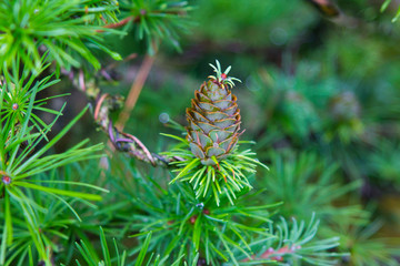 A peculiar larch cone on a bonsai specimen