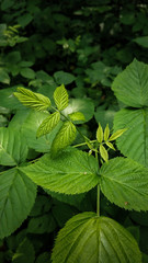 raspberry leaf closeup on a background of forest green leaves in a dark treatment, with a focus