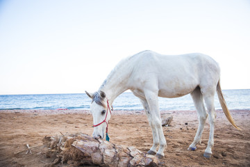 beautiful white horse on a sandy beach