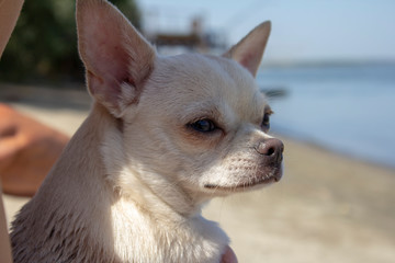 portrait of a chihuahua