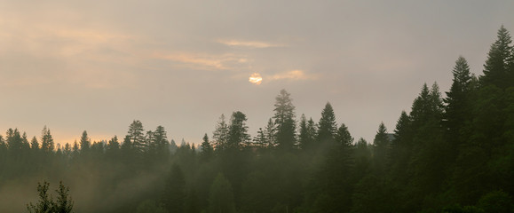 Coniferous forest in morning fog (mist), breathing mountains. Freshness and mystery.