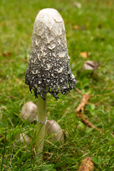 Shaggy mane mushroom with textured scales on forest ground