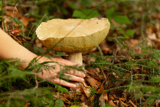 Wild edible mushroom in forest, harvesting in autumn.