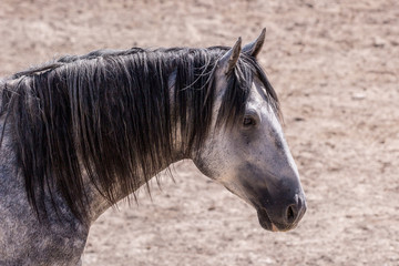 wild horses