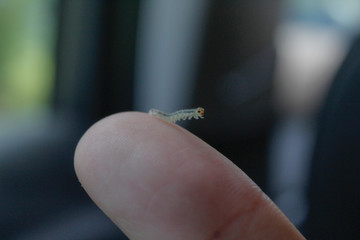 caterpillar 