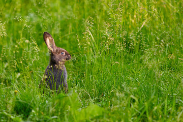 Rabbit stood on his hind legs in a moment of danger and looks into the distance