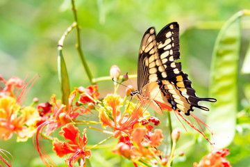 A Giant Swallowtail butterfly feeding on Pride of Barbados flowers