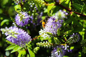 bee on lavender 
