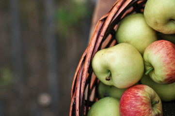 Basket with ripe fresh apples on an old chair. Harvest.