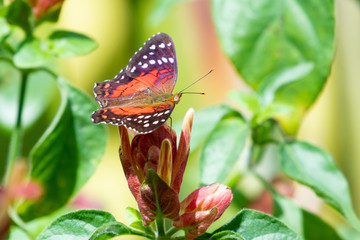 A Scarlet Peacock butterfly sitting atop a Shrimp Plant in a tropical garden