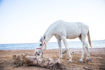 beautiful white horse on a sandy beach