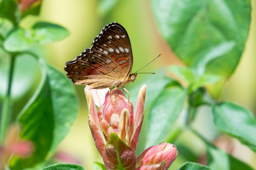 A Scarlet Peacock butterfly sitting atop a Shrimp Plant in a tropical garden