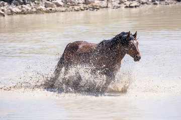 wild horses
