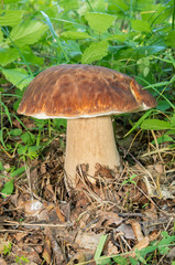 Boletus in the grass.