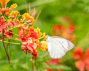 A Southern White butterfly feeding on the colorful Pride of Barbados flowers.