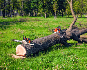 Freshly sawn tree in the park and two chainsaws near