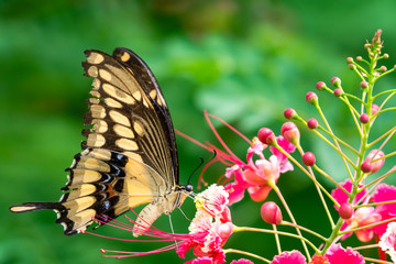 A Giant Swallowtail butterfly feeding on Pride of Barbados flowers