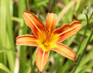 A close view of the bright orange flower in the garden.