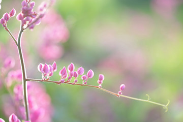 Maxican creeper pink flower background