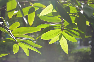 The sun shines through the fresh green leaves