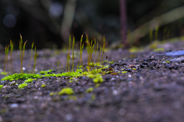 musgo alto en cemento