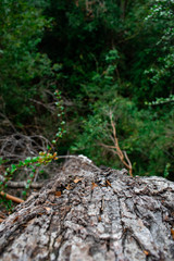 corteza árbol  en fondo de hojas verdes 