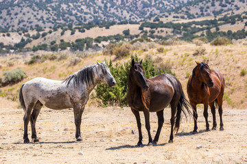 wild horses